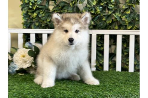 販売中の茨城県のアラスカンマラミュート-371694の5枚目