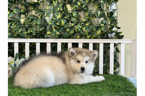 販売中の茨城県のアラスカンマラミュート-371694の4枚目