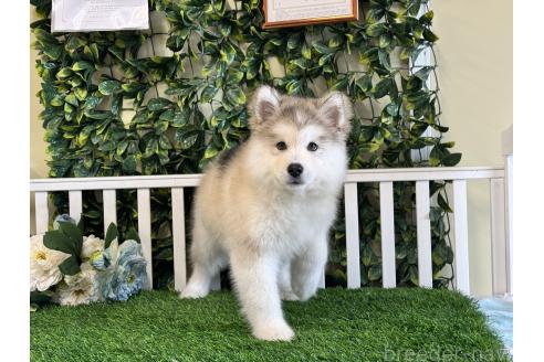 販売中の茨城県のアラスカンマラミュート-371694の3枚目