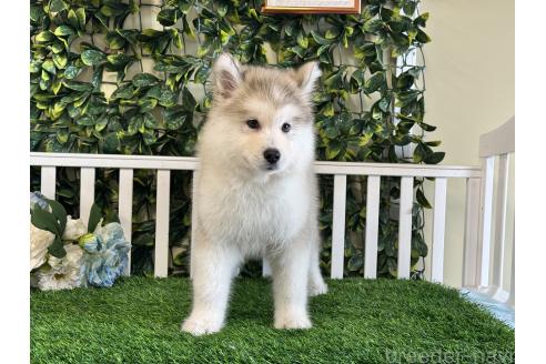 販売中の茨城県のアラスカンマラミュート-371694の2枚目