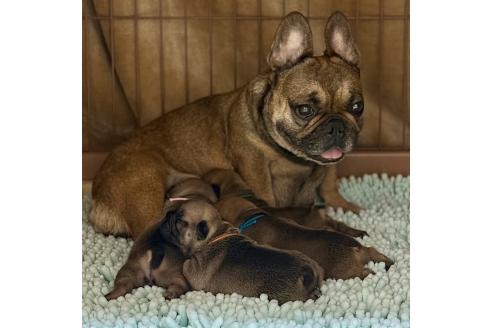 ビスキュイちゃん1枚目