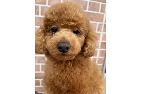 成約済の千葉県のトイプードル-355327の4枚目