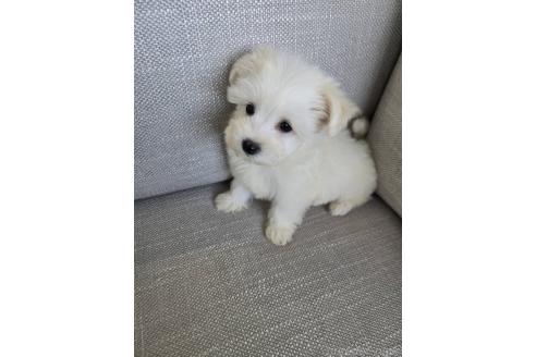 成約済の北海道のミックス犬-376656の3枚目