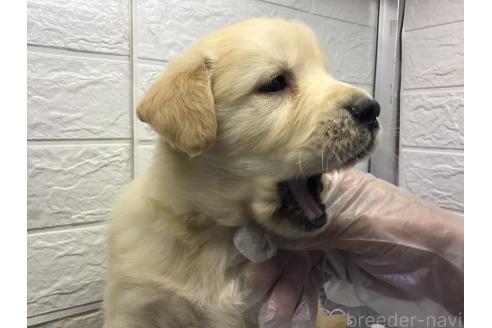 成約済の山形県のゴールデンレトリーバー-380414の6枚目