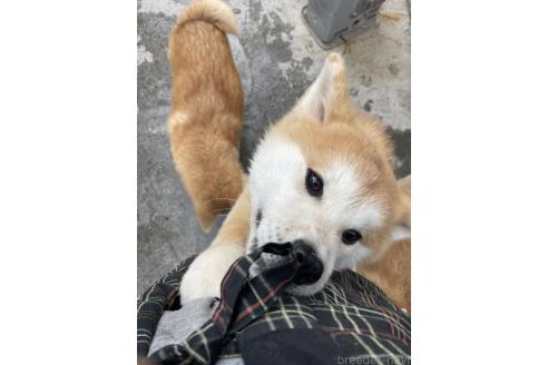販売中の岩手県の秋田犬-354777