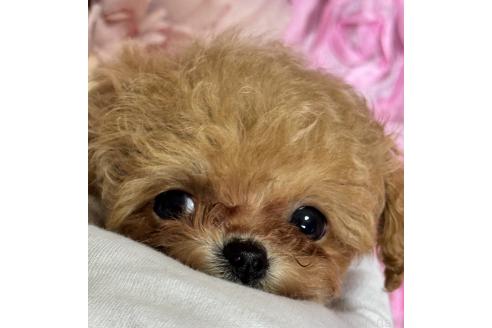 成約済の香川県のティーカッププードル-375307の2枚目