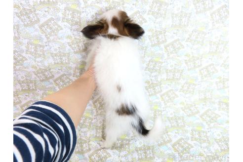 成約済の千葉県のパピヨン-370428の5枚目