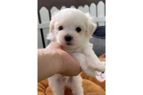 成約済の福岡県のマルチーズ-379353の6枚目