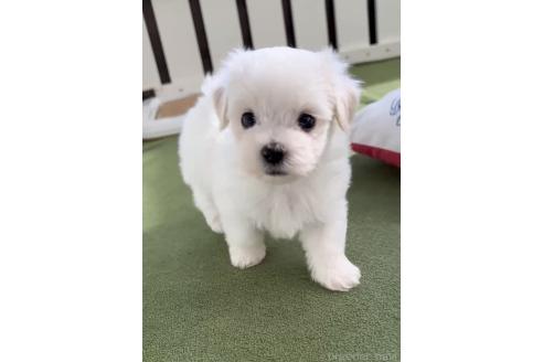 成約済の福岡県のマルチーズ-379353の5枚目