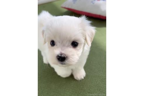 成約済の福岡県のマルチーズ-379353の4枚目