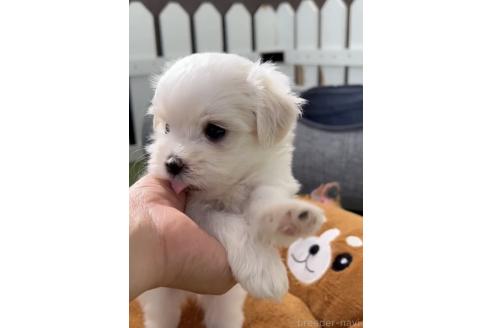 成約済の福岡県のマルチーズ-379353の3枚目