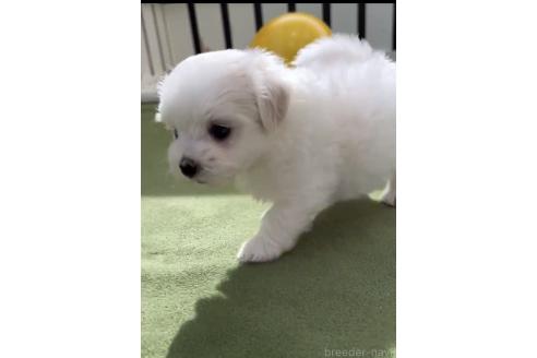 成約済の福岡県のマルチーズ-379353の2枚目