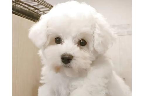 販売中の愛知県のビションフリーゼ-370046の7枚目