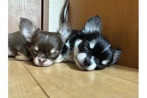 成約済の神奈川県のチワワ(ロングコート)-367592の13枚目