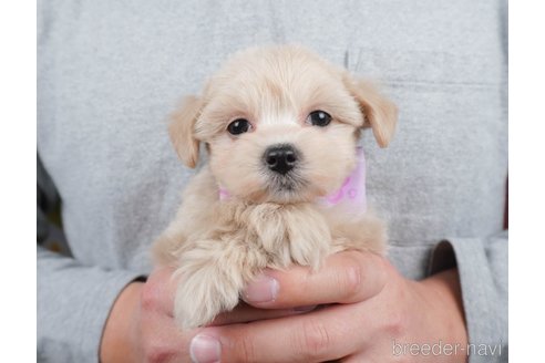 成約済の栃木県のミックス犬-380338の4枚目