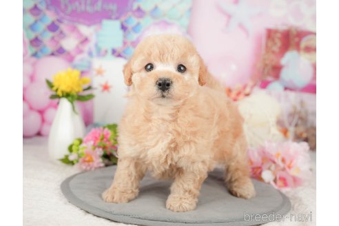販売中の東京都のミックス犬-380411の4枚目