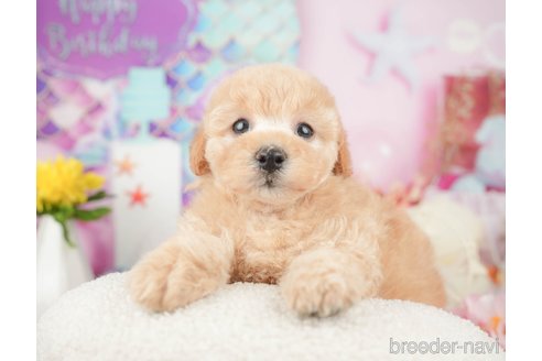 販売中の東京都のミックス犬-380411の5枚目