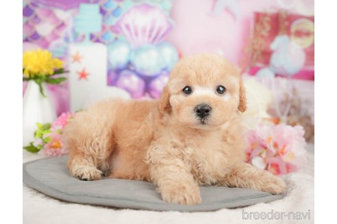販売中の東京都のミックス犬-380411の6枚目