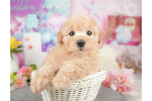 販売中の東京都のミックス犬-380411の7枚目