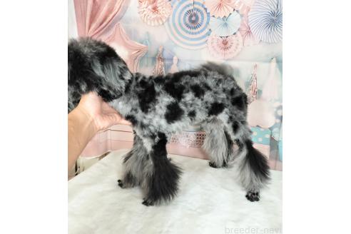商談中の千葉県のトイプードル-367966の2枚目