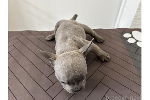 成約済の茨城県のエキゾチックブリー-375624の3枚目