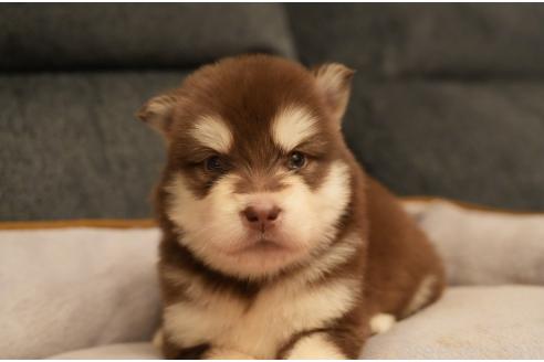 成約済の群馬県のアラスカンマラミュート-375830の7枚目