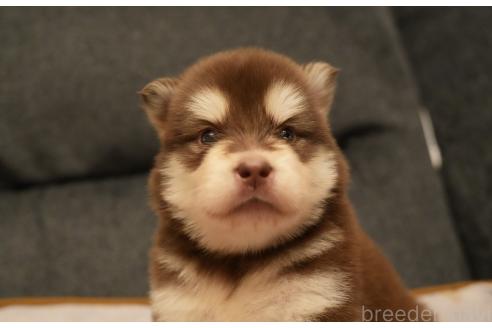 成約済の群馬県のアラスカンマラミュート-375830の6枚目