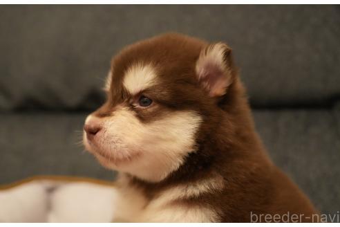 成約済の群馬県のアラスカンマラミュート-375830の5枚目