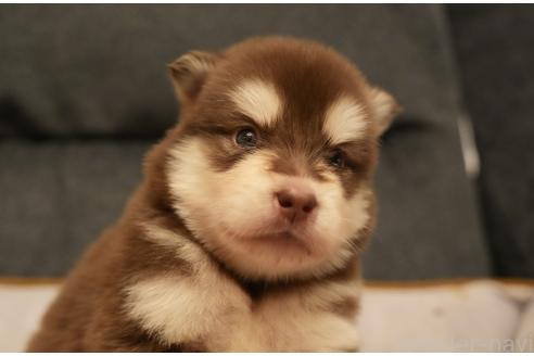 成約済の群馬県のアラスカンマラミュート-375830の3枚目
