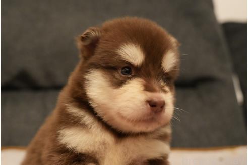 成約済の群馬県のアラスカンマラミュート-375830の2枚目