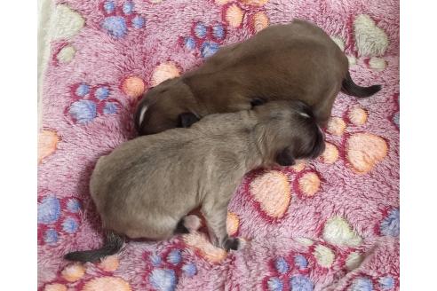 成約済の福岡県のチワマル:チワワ×マルチーズ-380534の49枚目