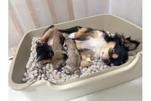 成約済の福岡県のチワマル:チワワ×マルチーズ-380534の48枚目