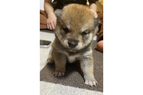 成約済の福井県の豆柴-380567の13枚目