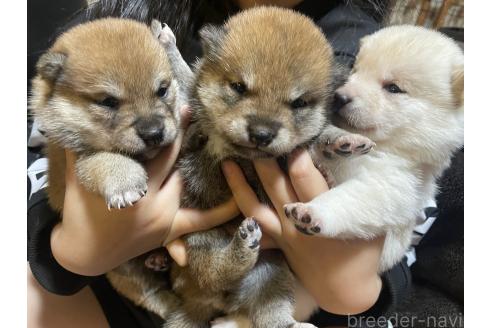 成約済の福井県の豆柴-380567の12枚目