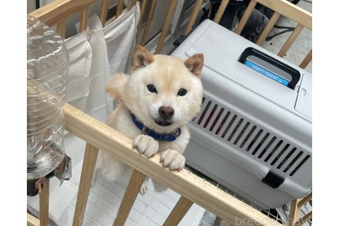 孝雪くん1枚目
