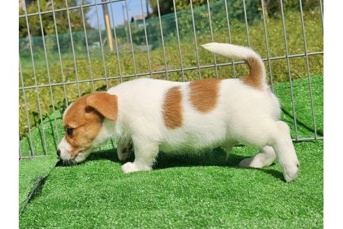 成約済の千葉県のジャックラッセルテリア-378392の2枚目