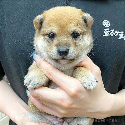 成約済の神奈川県の豆柴-380577の3枚目