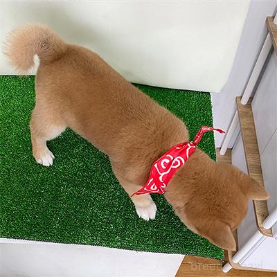 成約済の神奈川県の豆柴-376063の2枚目