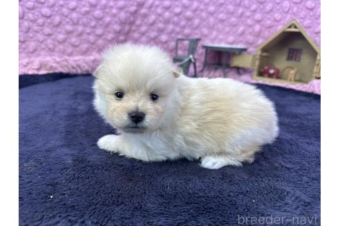 販売中の茨城県のポメラニアン-380581の2枚目