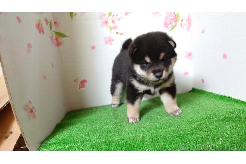 販売中の栃木県の柴犬-372970の3枚目