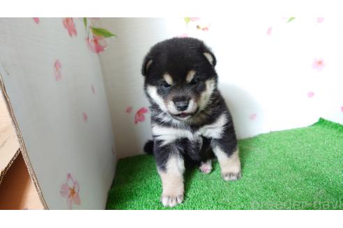 販売中の栃木県の柴犬-372970の2枚目