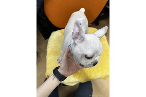 販売中の千葉県のフレンチブルドッグ-374887の2枚目