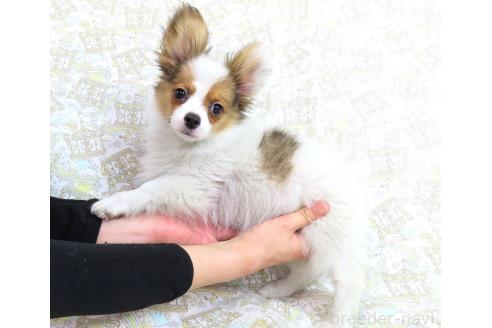 成約済の千葉県のパピヨン-367913の14枚目