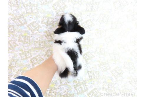 成約済の千葉県のパピヨン-374741の10枚目