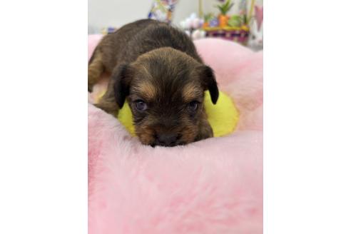 販売中の千葉県のミックス犬-379172の11枚目