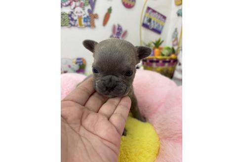販売中の千葉県のフレンチブルドッグ-379134の16枚目