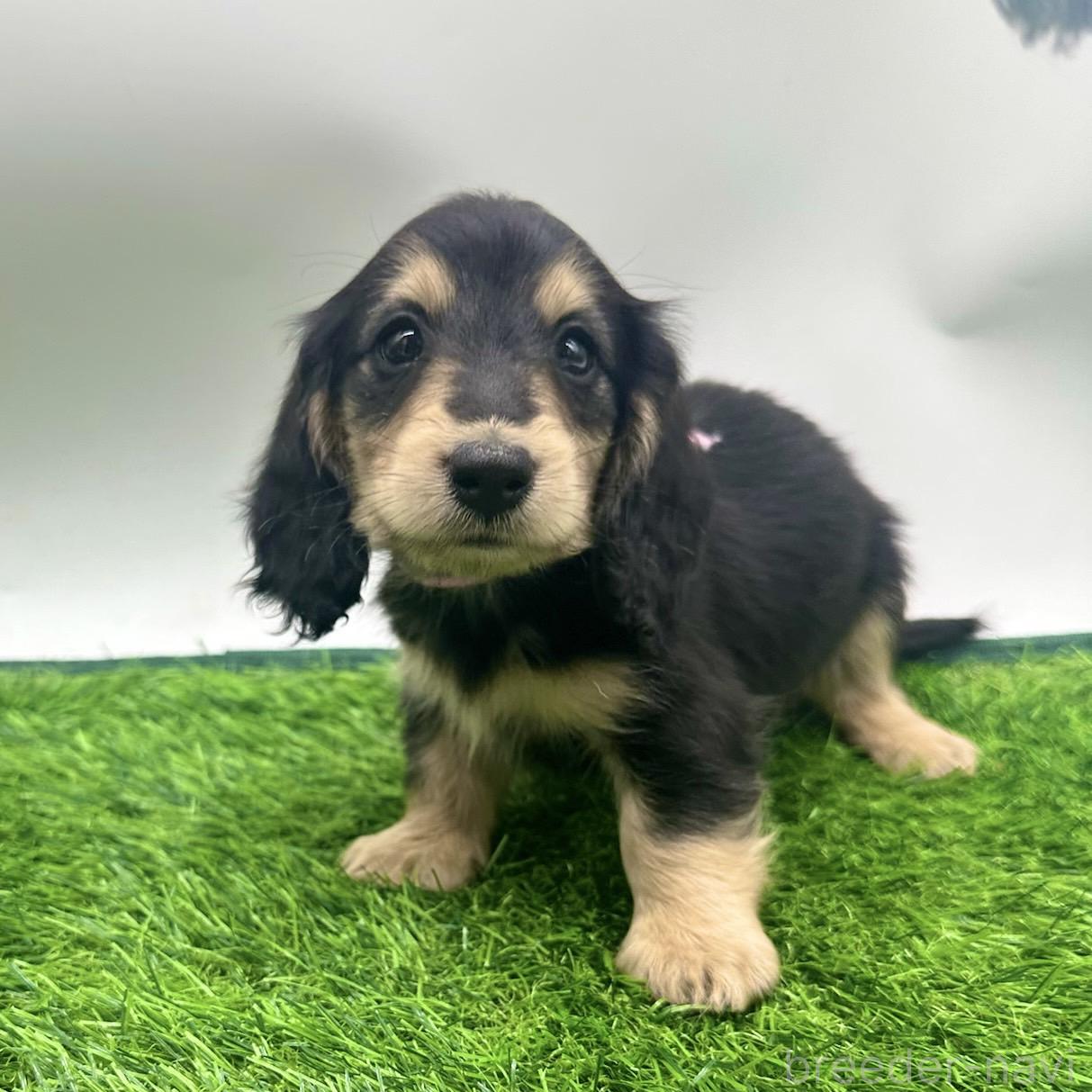 成約済の愛知県のミニチュアダックスフンド(ロングヘアード)-380637の8枚目