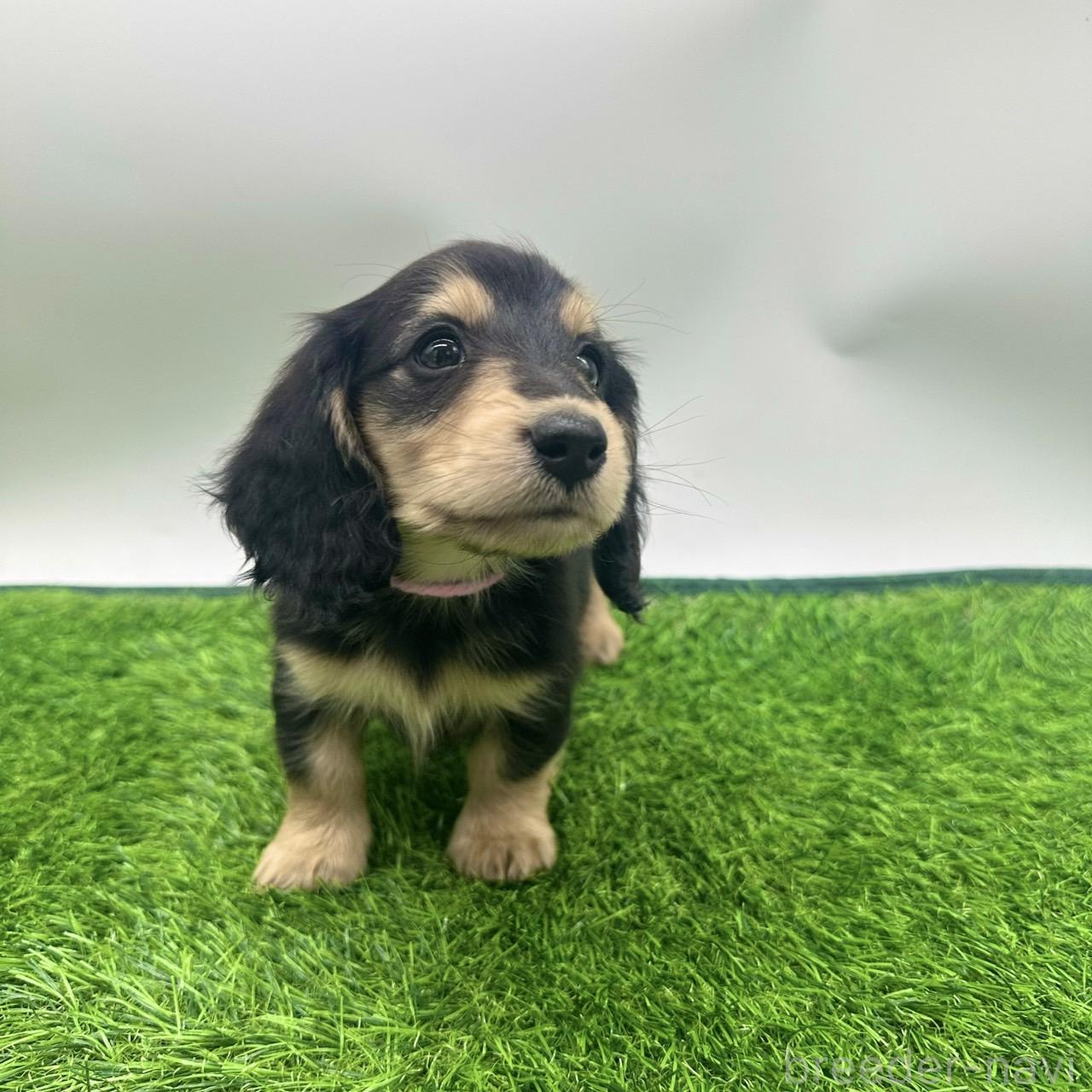 成約済の愛知県のミニチュアダックスフンド(ロングヘアード)-380637の7枚目