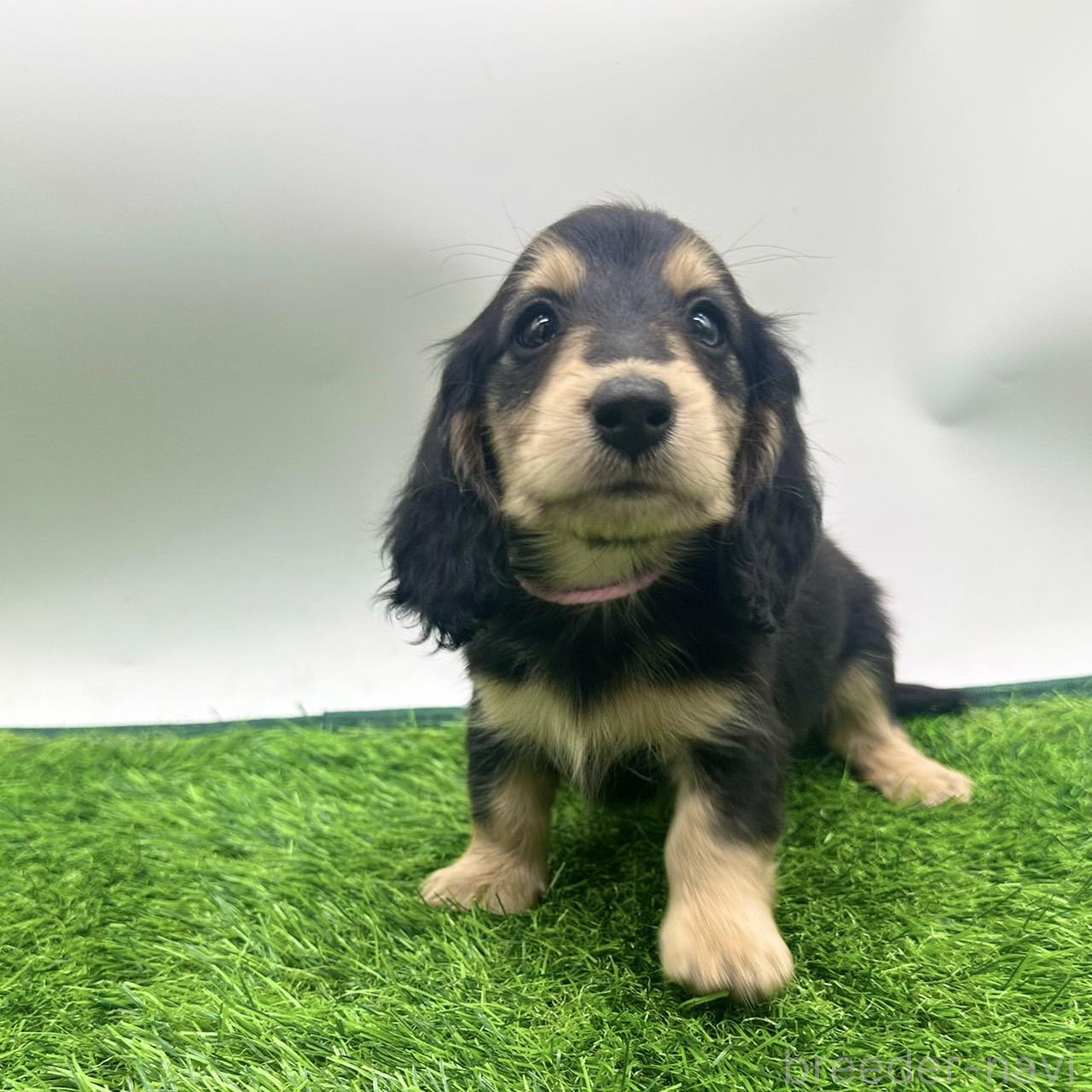 成約済の愛知県のミニチュアダックスフンド(ロングヘアード)-380637の6枚目