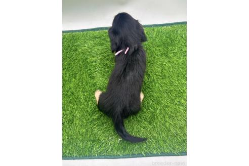 成約済の愛知県のミニチュアダックスフンド(ロングヘアード)-380637の5枚目